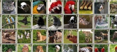 Les animaux d’ici et d’ailleurs- Thématique 2020